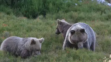 Osos pardos Osos pardos