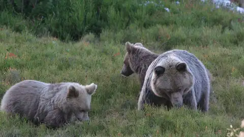 Osos pardos Osos pardos