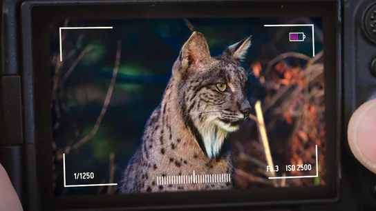 El tenso y emocionante encuentro de Arturo Valls y Gotzon Mantuliz con un lince ibérico: "Es que ha posado" El tenso y emocionante encuentro de Arturo Valls y Gotzon Mantuliz con un lince ibérico: "Es que ha posado"