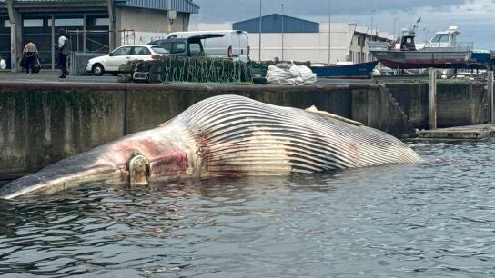 Una ballena muerta de 30 toneladas aparece en el puerto de A Coru&ntilde;a