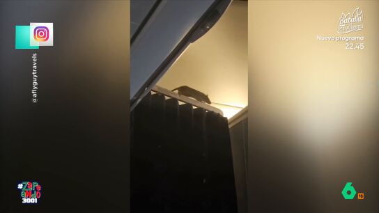 250 cincuenta pasajeros que volaban a Pa&iacute;ses Bajos tuvieron que aterrizar en la isla de Aruba por culpa de una enorme rata que se les col&oacute; en el avi&oacute;n. El momento, y la reacci&oacute;n de los zapeadores, en este v&iacute;deo.