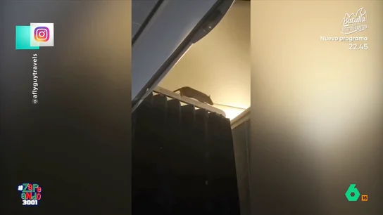 Una rata se cuela en un avión y obliga a aterrizarlo: "Si viajaba en Ryanair, le hicieron pagar un extra fijo" 250 cincuenta pasajeros que volaban a Países Bajos tuvieron que aterrizar en la isla de Aruba por culpa de una enorme rata que se les coló en el avión. El momento, y la reacción de los zapeadores, en este vídeo.