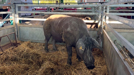 Imagen de archivo de una granja en Zafra (Badajoz).