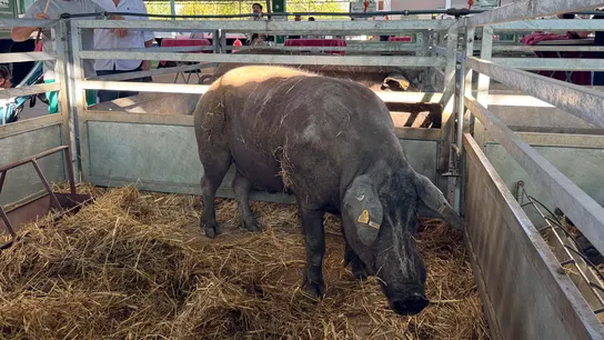 Imagen de archivo de una granja en Zafra (Badajoz). Imagen de archivo de una granja en Zafra (Badajoz).