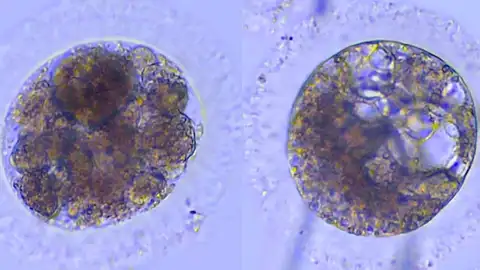 Embriones de lince ibérico Embriones de lince ibérico