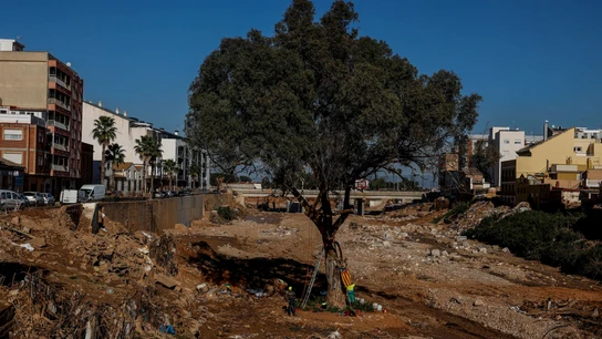 El eucalipto que resistió a la dana en el barranco del Poyo El eucalipto que resistió a la dana en el barranco del Poyo