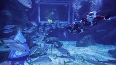 Una pareja vestida de Papá y Mamá Noel bucean con tiburones, rayas y peces en el acuario AquaRio en Río de Janeiro (Brasil) Una pareja vestida de Papá y Mamá Noel bucean con tiburones, rayas y peces en el acuario AquaRio en Río de Janeiro (Brasil)