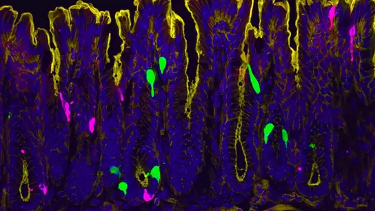 Células que recubren el colon de ratón Células que recubren el colon de ratón