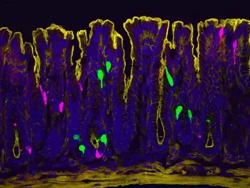 Células que recubren el colon de ratón Células que recubren el colon de ratón