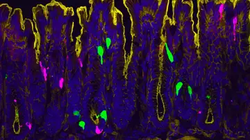 Células que recubren el colon de ratón Células que recubren el colon de ratón