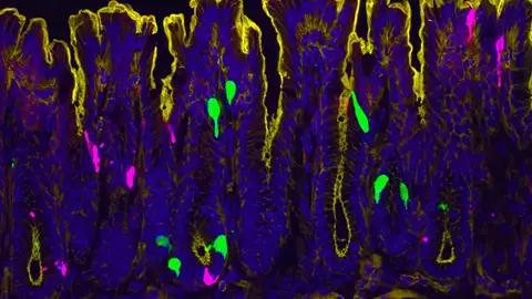 Células que recubren el colon de ratón Células que recubren el colon de ratón