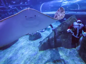 Una persona vestida de Papá Noel bucea con tiburones, rayas y peces en el acuario AquaRio en Río de Janeiro (Brasil) Una persona vestida de Papá Noel bucea con tiburones, rayas y peces en el acuario AquaRio en Río de Janeiro (Brasil)