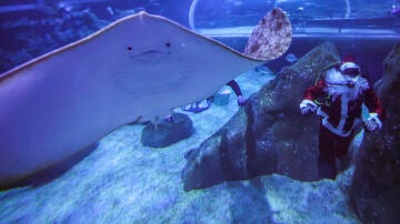 Una persona vestida de Pap&aacute; Noel bucea con tiburones, rayas y peces en el acuario AquaRio en R&iacute;o de Janeiro (Brasil)