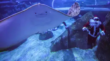 Una persona vestida de Papá Noel bucea con tiburones, rayas y peces en el acuario AquaRio en Río de Janeiro (Brasil) Una persona vestida de Papá Noel bucea con tiburones, rayas y peces en el acuario AquaRio en Río de Janeiro (Brasil)
