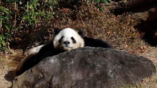 El panda Xiao Xiao en una roca en el Jard&iacute;n Zool&oacute;gico de Ueno en Tokio, Jap&oacute;n.