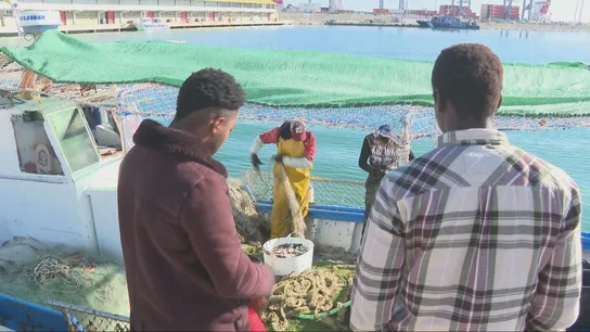 Migrantes trabajan en el sector de la pesca a su llegada a España. Migrantes trabajan en el sector de la pesca a su llegada a España.