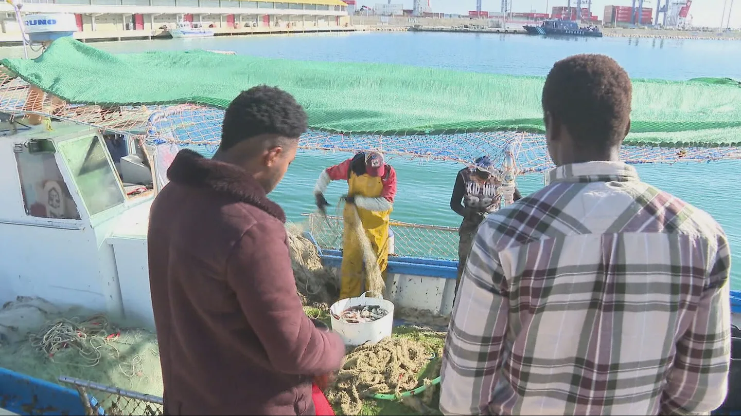 Migrantes trabajan en el sector de la pesca a su llegada a España. Migrantes trabajan en el sector de la pesca a su llegada a España.