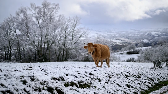 Una vaca pasea en el paisaje nevado de Chandrexa de Queixa (Ourense) Una vaca pasea en el paisaje nevado de Chandrexa de Queixa (Ourense)