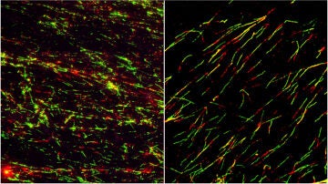 En la imagen de la izquierda se ve las lineas celulares con las prote&iacute;nas alteradas que se reproducen de forma descontrolada. En la de la derecha, una vez restablecido el orden