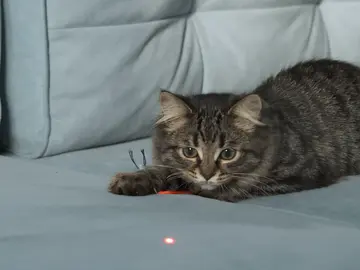 ¿Pueden los punteros láser afectar a la salud de tu gato? ¿Pueden los punteros láser afectar a la salud de tu gato?