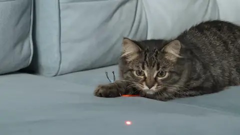 ¿Pueden los punteros láser afectar a la salud de tu gato? ¿Pueden los punteros láser afectar a la salud de tu gato?