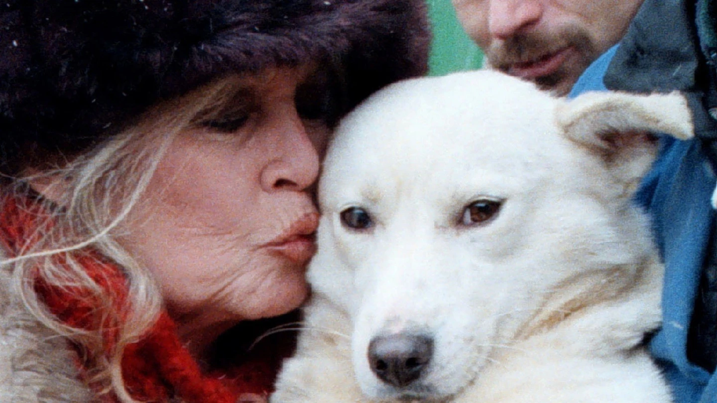 Adiós a Brigitte Bardot, el icono sexual que hizo de la polémica su modo de vida Adiós a Brigitte Bardot, el icono sexual que hizo de la polémica su modo de vida