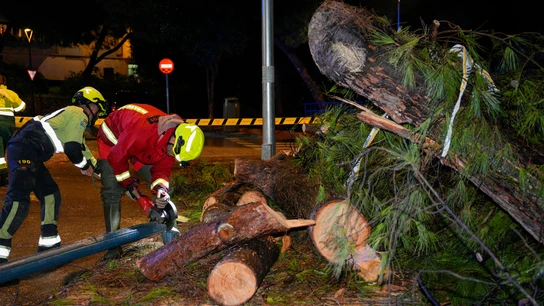 Bomberos de Marbella trabajan en la caída de un árbol, tras el temporal que está afectando este sábado a varias localidades malagueñas. Bomberos de Marbella trabajan en la caída de un árbol, tras el temporal que está afectando este sábado a varias localidades malagueñas.