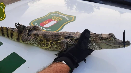 El Seprona investiga a dos jóvenes por soltar un caimán en el pantano de Almansa (Albacete) El Seprona investiga a dos jóvenes por soltar un caimán en el pantano de Almansa (Albacete)