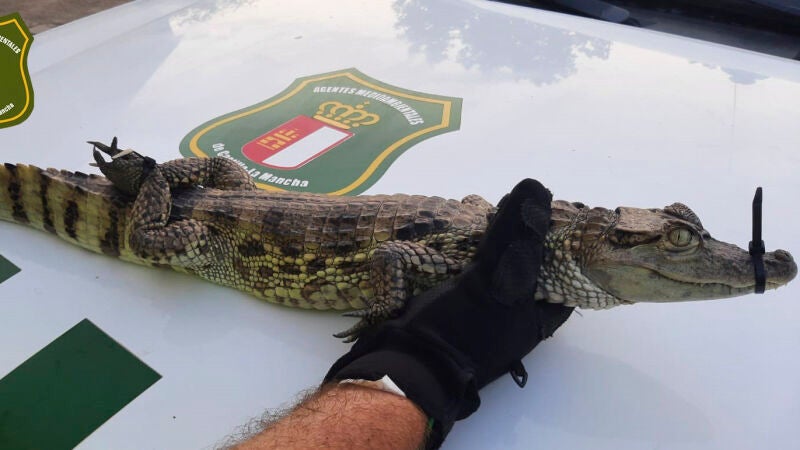 El Seprona investiga a dos j&oacute;venes por soltar un caim&aacute;n en el pantano de Almansa (Albacete)
