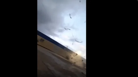 Impactantes imágenes del interior de la manga marina en el puerto de Mazarrón. Impactantes imágenes del interior de la manga marina en el puerto de Mazarrón.