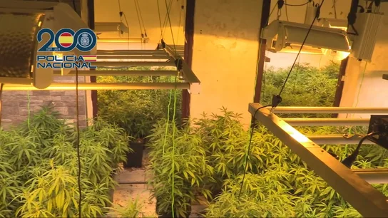 Narcotuneles Narcotuneles