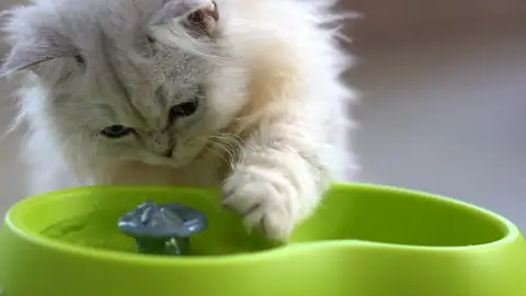 Por qué los gatos tocan el agua con la pata antes de beber Por qué los gatos tocan el agua con la pata antes de beber