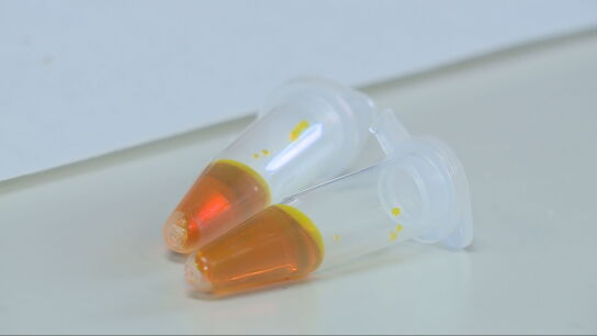 As&iacute; funciona el sensor creado en la UPV que detecta escopolamina, una droga clave en la sumisi&oacute;n qu&iacute;mica