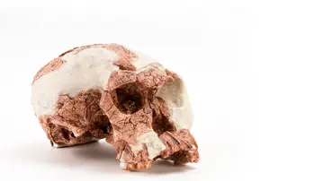 Cráneo homínido de Sahelanthropus tchadensis Cráneo homínido de Sahelanthropus tchadensis