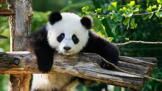 Imagen de archivo de un oso panda del zoo de Berlín. Imagen de archivo de un oso panda del zoo de Berlín.