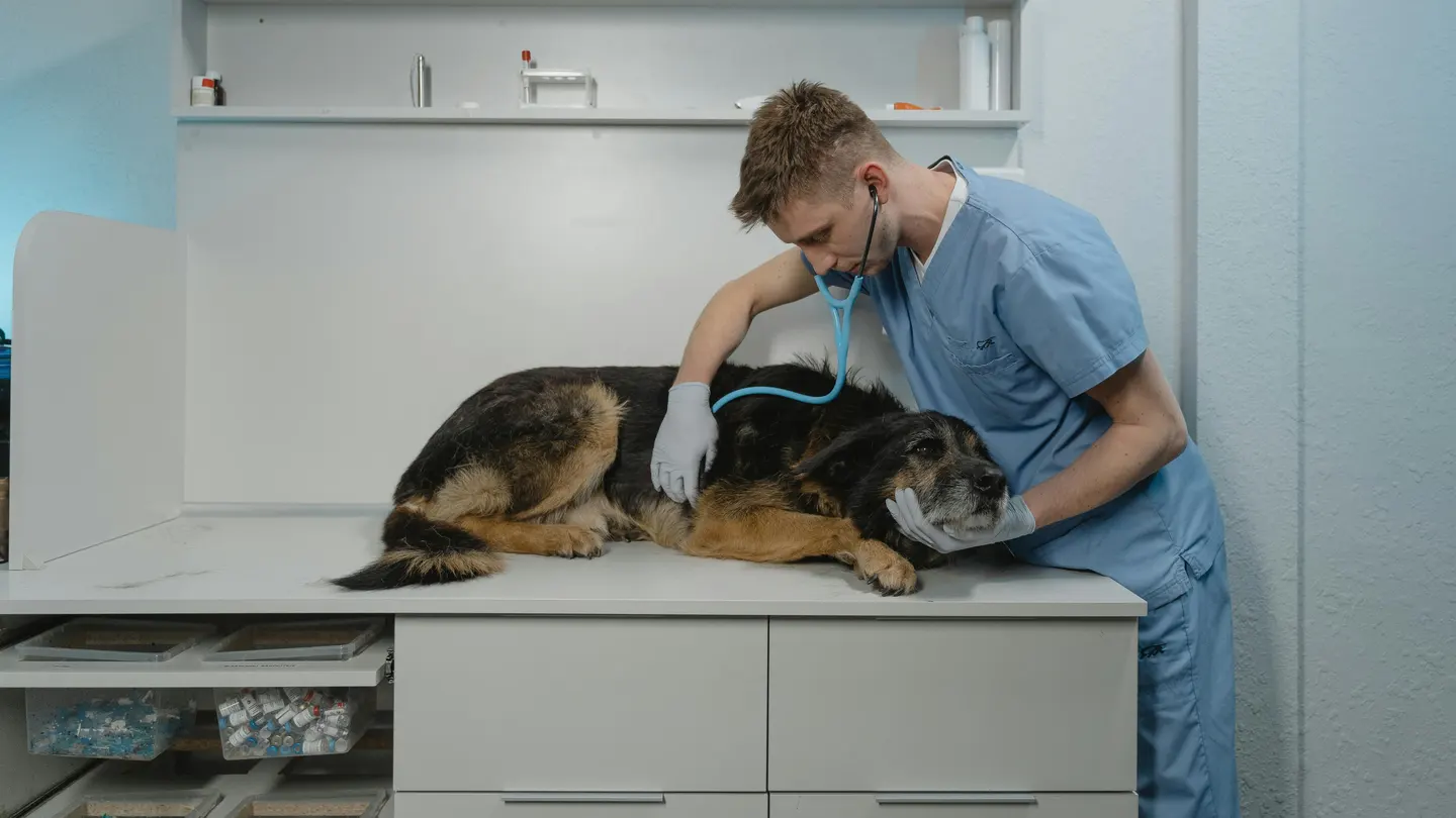 Veterinario auscultando a un perro en la clínica Veterinario auscultando a un perro en la clínica