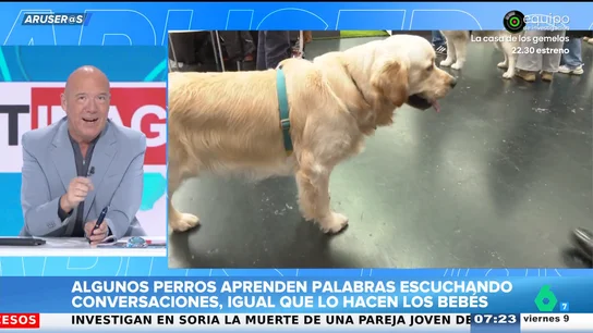 Alfonso Arús, tras saber que los perros pueden identificar hasta 100 palabras: "El problema será que aprendan 'literal' o 'renta'" Alfonso Arús, tras saber que los perros pueden identificar hasta 100 palabras: "El problema será que aprendan 'literal' o 'renta'"