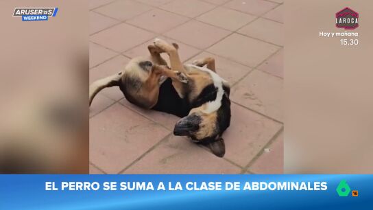 El divertido v&iacute;deo viral del perro callejero que se suma a la clase de abdominales de los humanos