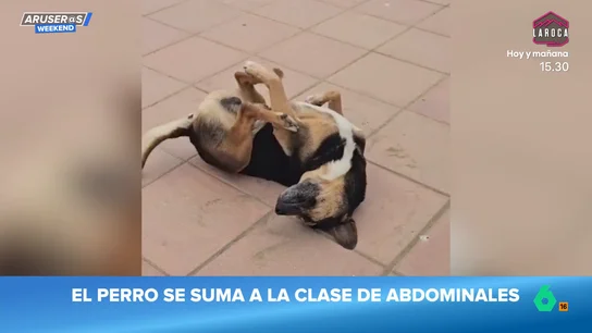 El divertido vídeo viral del perro callejero que se suma a la clase de abdominales de los humanos El divertido vídeo viral del perro callejero que se suma a la clase de abdominales de los humanos