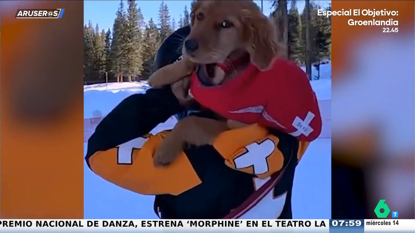 El entrañable vídeo de Benji, el cachorro de Golden Retriever que está entrenando para ser un perro de rescate El entrañable vídeo de Benji, el cachorro de Golden Retriever que está entrenando para ser un perro de rescate