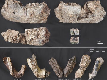 Mand&iacute;bula de par&aacute;ntropo en comparaci&oacute;n con f&oacute;siles de mand&iacute;bulas de otras especies