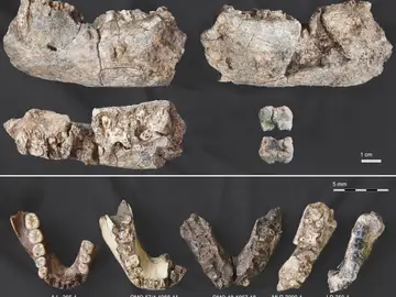 Mandíbula de parántropo en comparación con fósiles de mandíbulas de otras especies Mandíbula de parántropo en comparación con fósiles de mandíbulas de otras especies