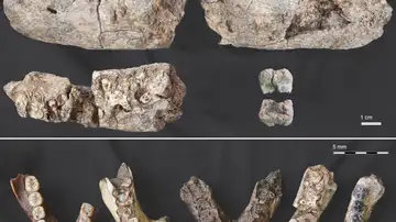 Mandíbula de parántropo en comparación con fósiles de mandíbulas de otras especies Mandíbula de parántropo en comparación con fósiles de mandíbulas de otras especies