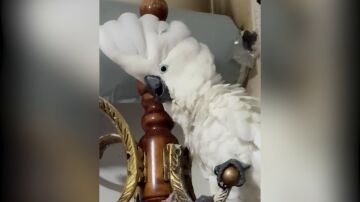 CACAT&Uacute;A