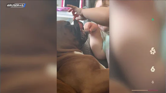 El adorable vídeo viral de una niña jugando a los dentistas con su perro: "Los Bóxer parecen fieros, pero son buenos con los niños" El adorable vídeo viral de una niña jugando a los dentistas con su perro: "Los Bóxer parecen fieros, pero son buenos con los niños"