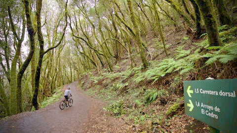 Ruta laurisilva. Garajonay