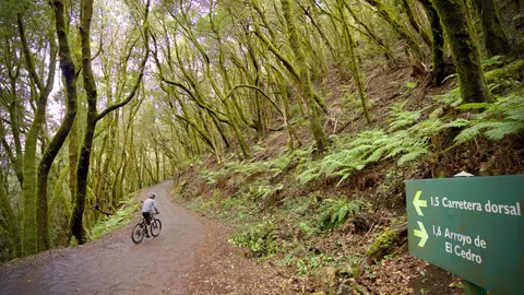 Ruta laurisilva. Garajonay Ruta laurisilva. Garajonay