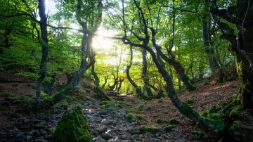 Faedo de Ci&ntilde;era