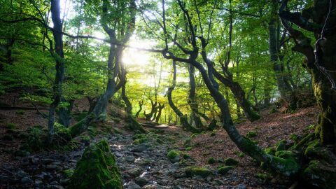 Faedo de Ci&ntilde;era