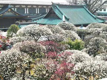 Bunkyo Ume Matsuri Bunkyo Ume Matsuri